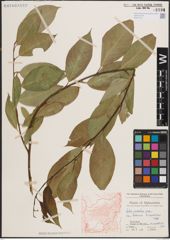 Foto von Salix excelsa var. rodinii A. K. Skvortsov